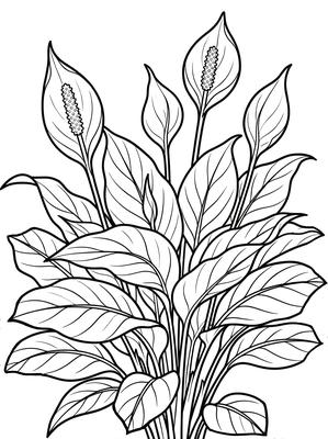 Black and white sample: Peace Lily