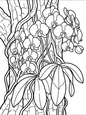Black and white sample: Rainforest Orchids
