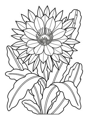 Black and white sample: Queen Night