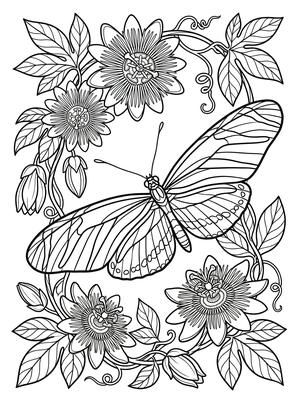 Black and white coloring page: Zebra Longwing
